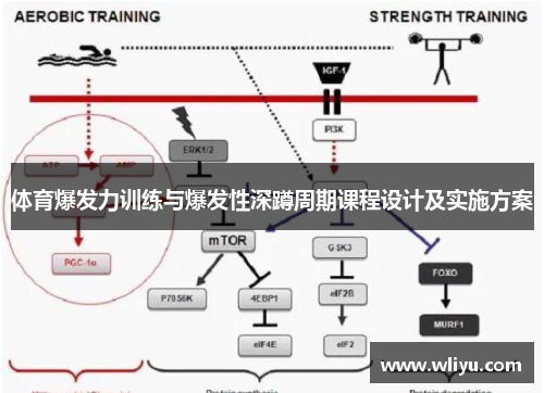 体育爆发力训练与爆发性深蹲周期课程设计及实施方案